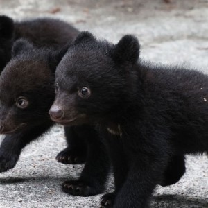 コグマinst