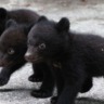 コグマinst