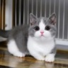 ニャーゴ